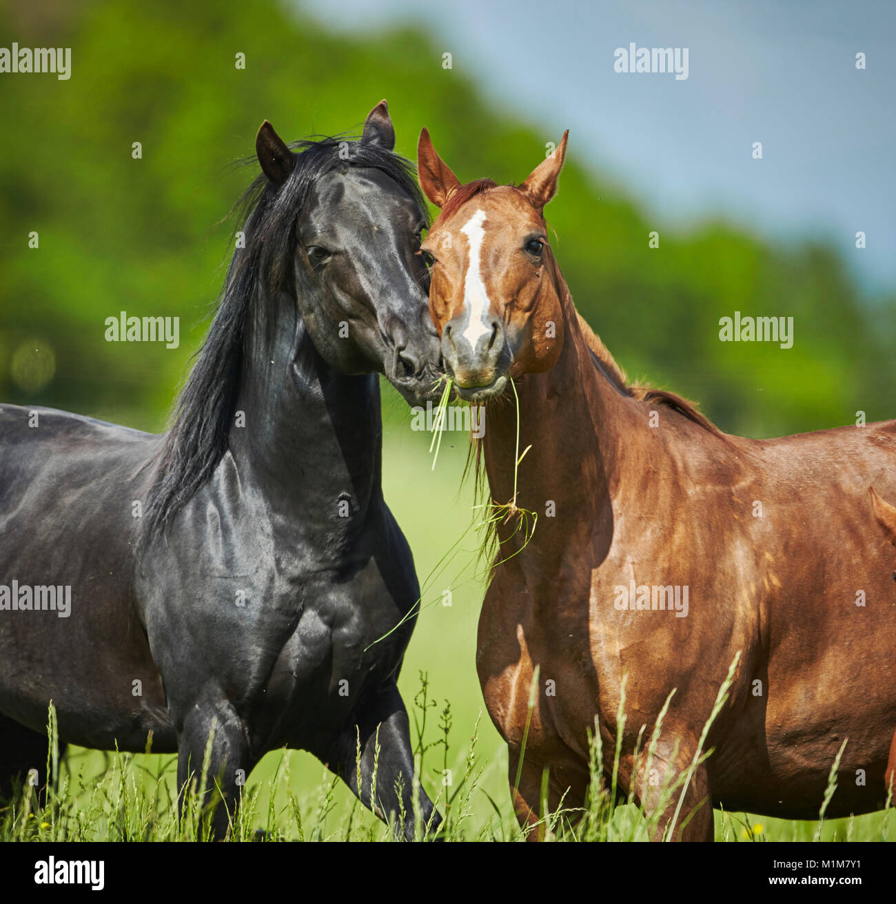 American Quarter Horse. Une cour pour l'étalon noir une jument alezane sur  un pré. Allemagne Photo Stock - Alamy
