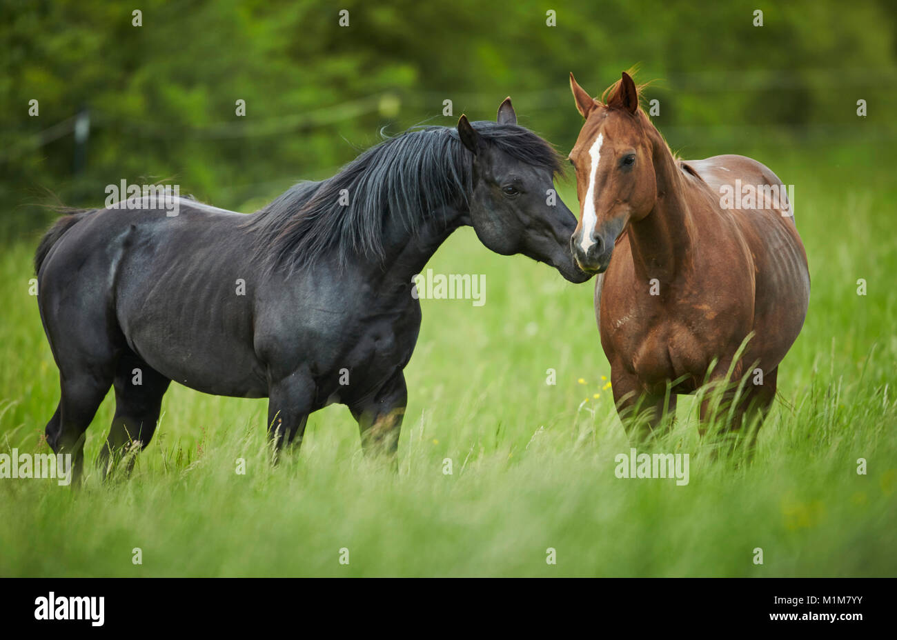 American Quarter Horse. Une cour pour l'étalon noir une jument alezane sur un pré. Allemagne Banque D'Images