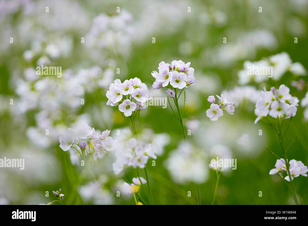 La floraison des fleurs de Coucou, Lady's Smock (Cardamine pratensis) sur un pré. Allemagne Banque D'Images