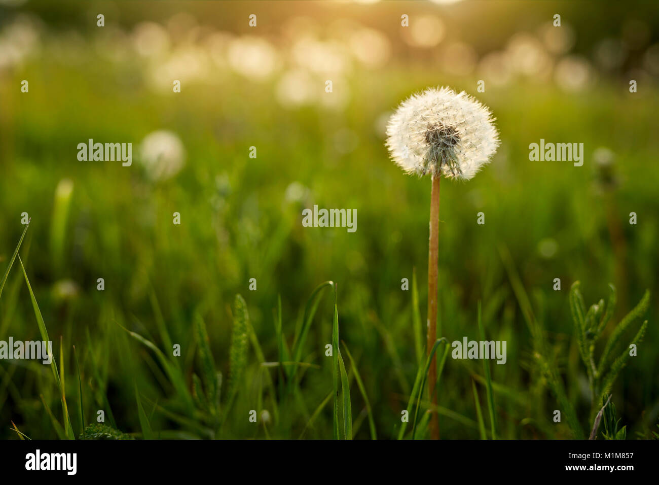Le pissenlit officinal (Taraxacum officinale), chef des semences dans la lumière du soir sur un pré. Allemagne Banque D'Images