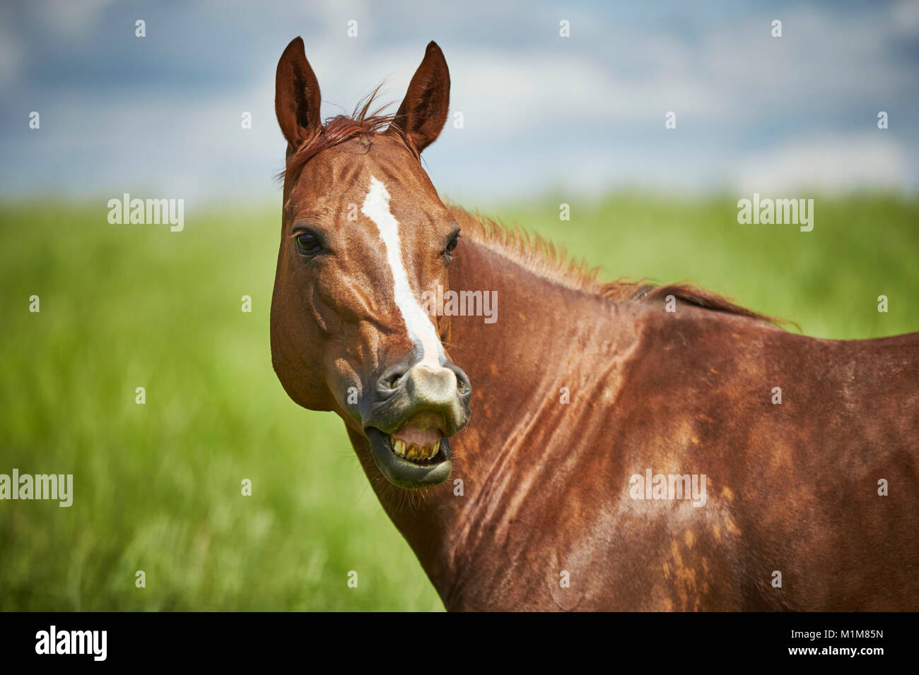 American Quarter Horse. Jument alezane debout sur un pré, faisant le flehmen. Allemagne Banque D'Images