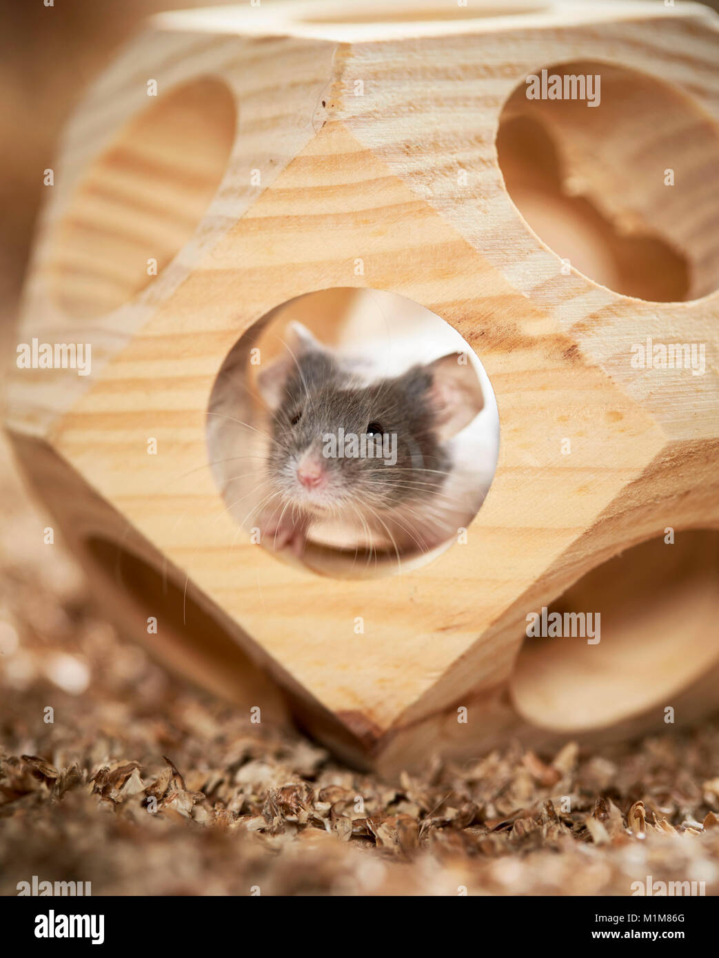 Souris fantaisie se cache dans un jouet en bois. Allemagne Banque D'Images