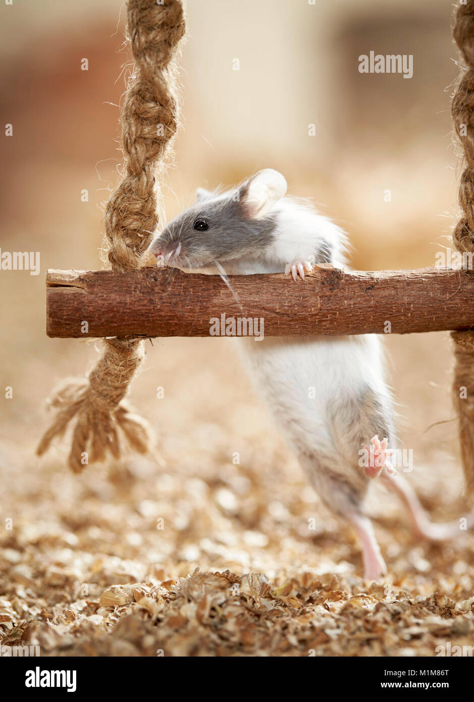 Escalade de la souris fantaisie sur une balançoire. Allemagne Banque D'Images