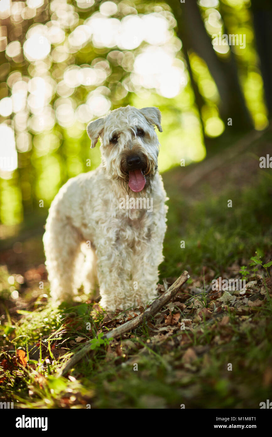 Irish Soft Coated Wheaten Terrier. Hot dog standing in a forest. L'Allemagne. Banque D'Images