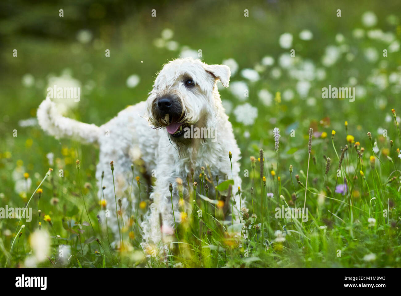 Irish Soft Coated Wheaten Terrier. Chien adulte debout dans une prairie en fleurs. L'Allemagne. Banque D'Images