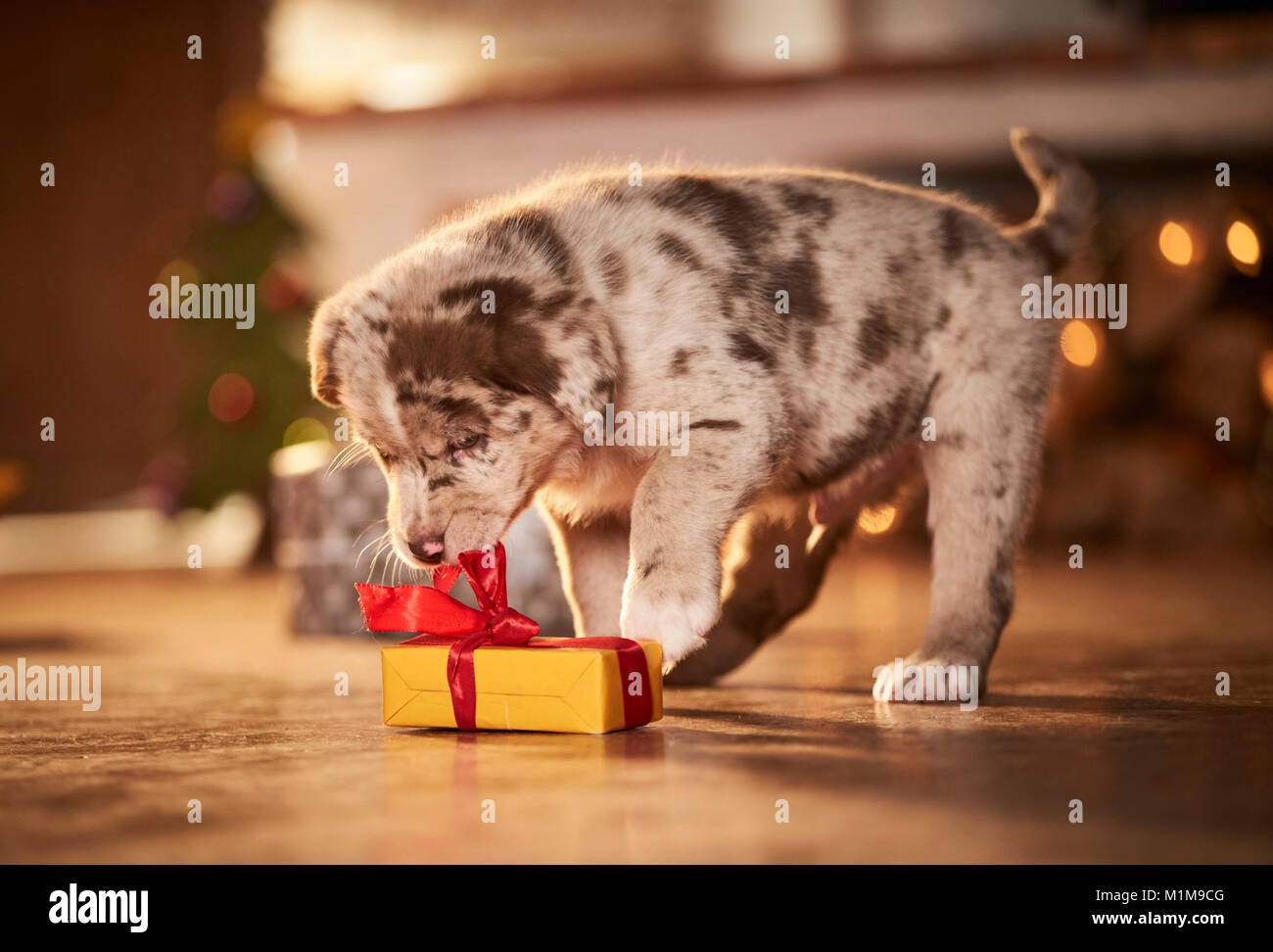 Chien de race mixte. Chiot dans une chambre décorée pour Noël, jouer avec un cadeau. L'Allemagne. Banque D'Images