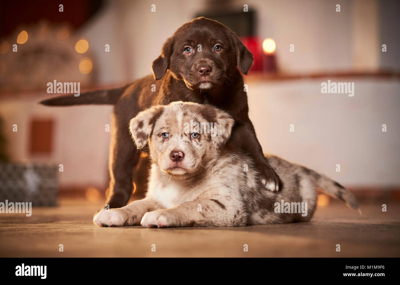 Chien de race mixte. Deux chiots dans une chambre décorée pour Noël. Allemagne Banque D'Images