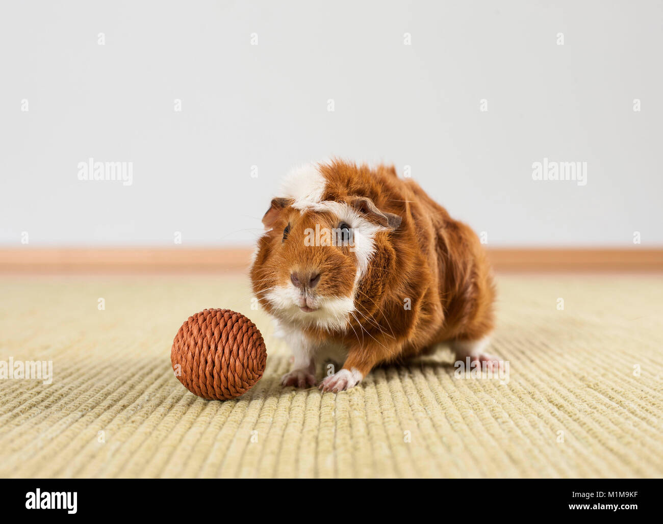 Cochon d'Abyssinie, Cavie. Des profils avec un jouet (balle) sur un tapis. Allemagne Banque D'Images