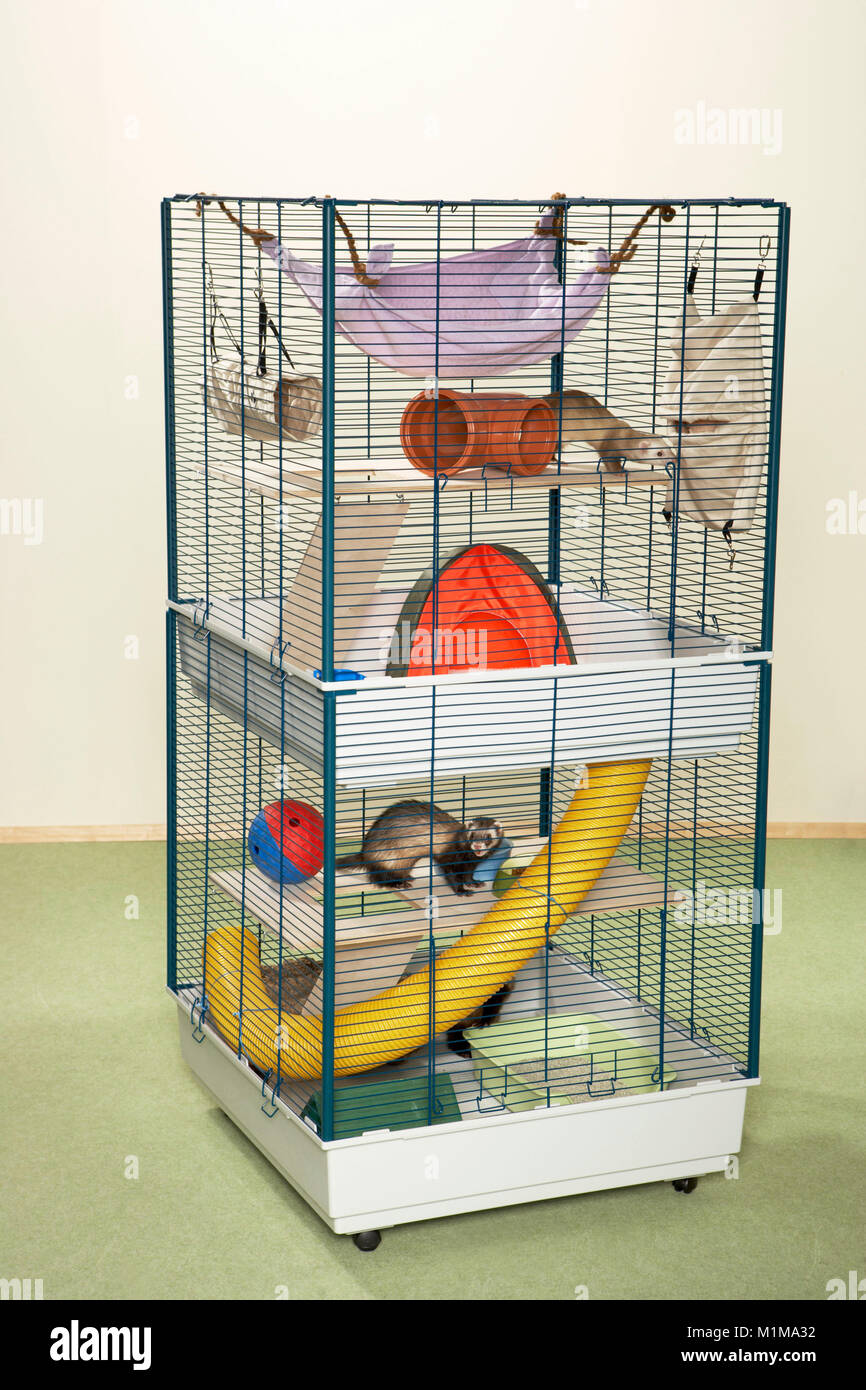D'amérique (Mustela putorius furo) . Mise en place d'habitation pour les furets dans une chambre. L'Allemagne . Banque D'Images