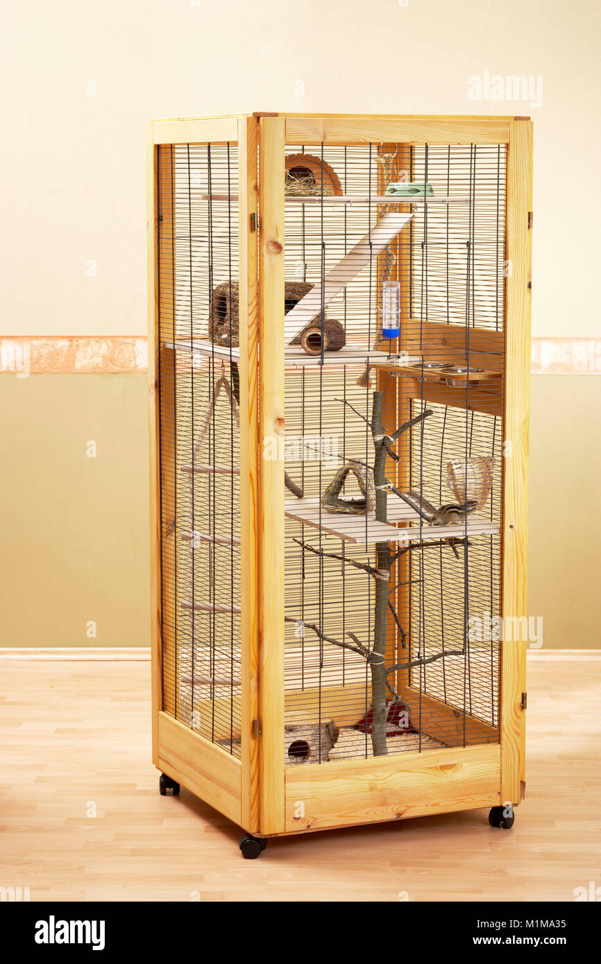 Le Tamia de Sibérie (Tamias sibiricus). Logement pour les suisses dans une chambre. L'Allemagne . Banque D'Images