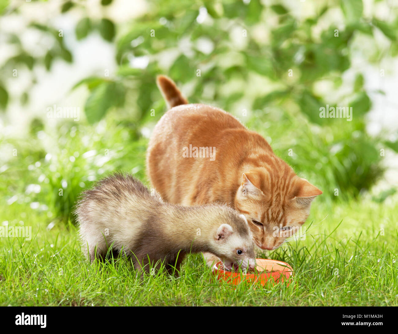 L'amitié des animaux adultes et des furets : chat domestique le partage d'un bol de nourriture. Allemagne Banque D'Images