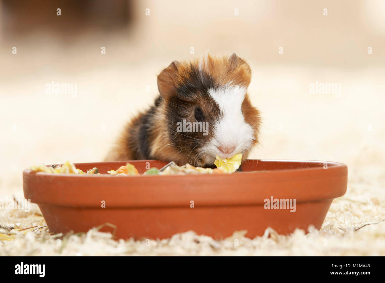 Cochon d'abyssin. Les jeunes (3 jours) de manger un bol. L'Allemagne . Banque D'Images