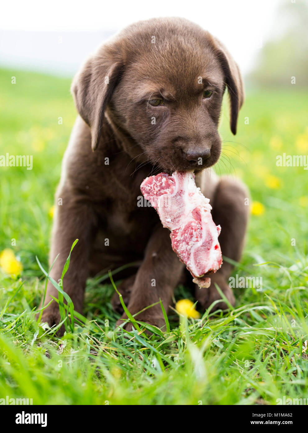Brown Labrador Retriever chiot mâchant sur- un os charnu. L'Allemagne. Banque D'Images