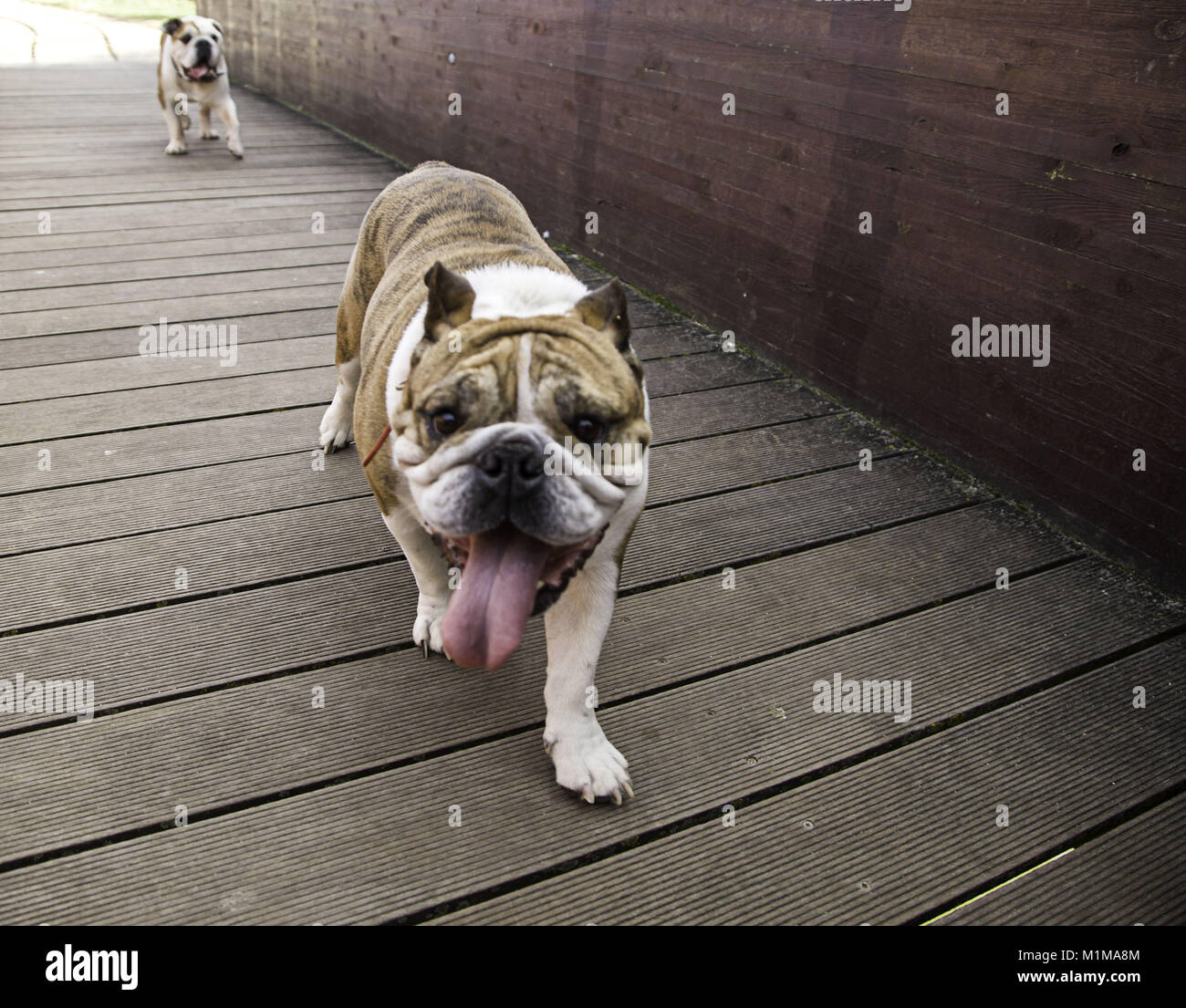 Bulldog dans park jouer et marcher, pedigree animaux Banque D'Images