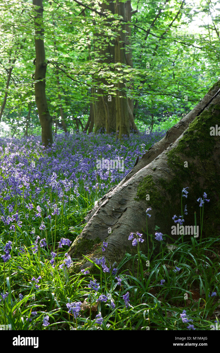 Blue Bells dans les bois aux beaux jours de printemps Banque D'Images