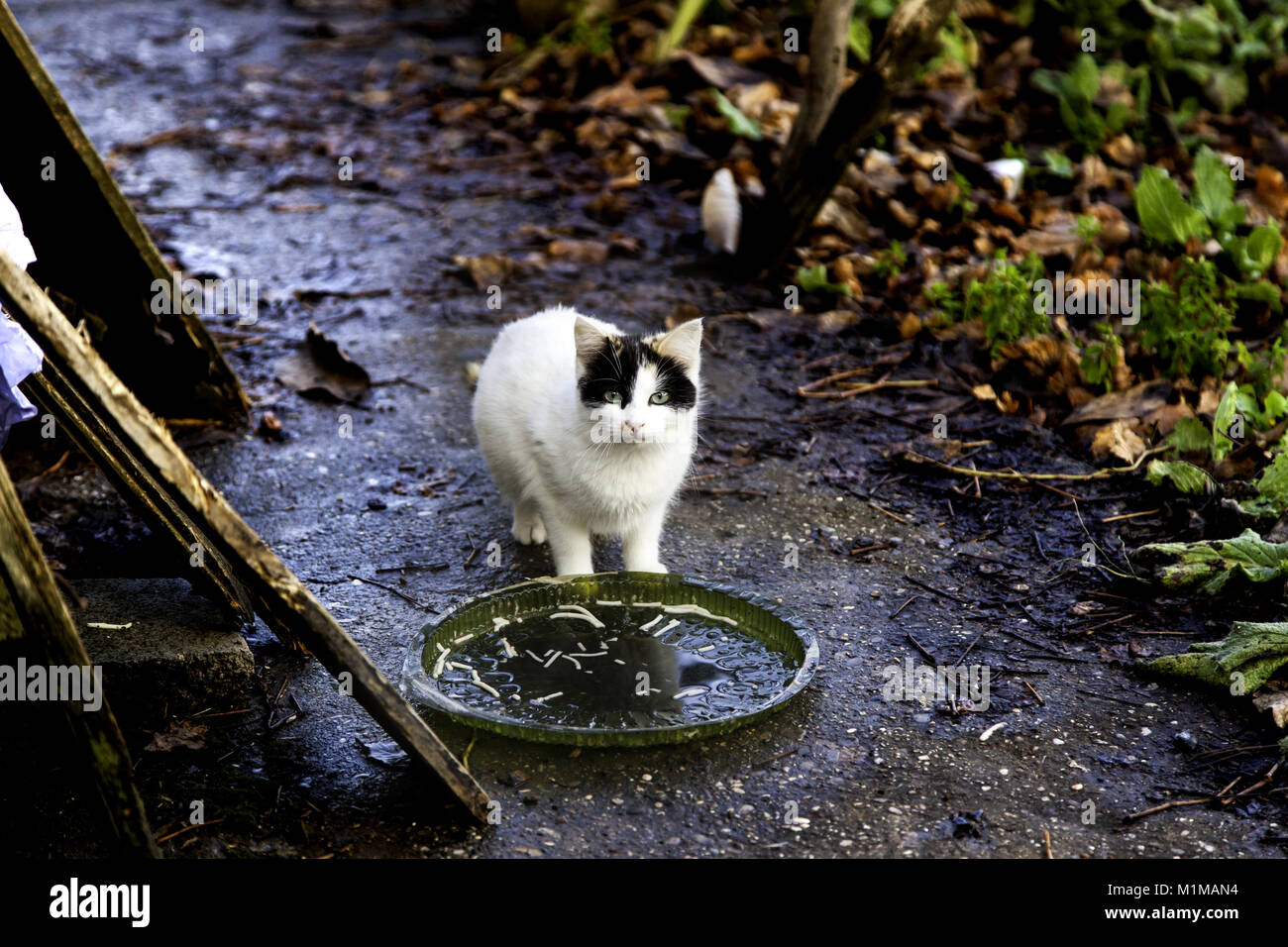 Les chats de la rue abandonnée, la violence envers les animaux, de tristesse Banque D'Images