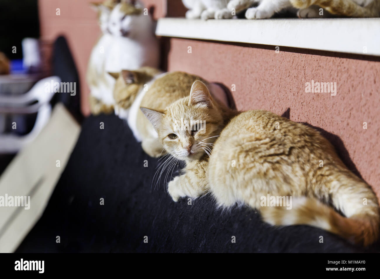 Les chats de la rue abandonnée, la violence envers les animaux, de tristesse Banque D'Images