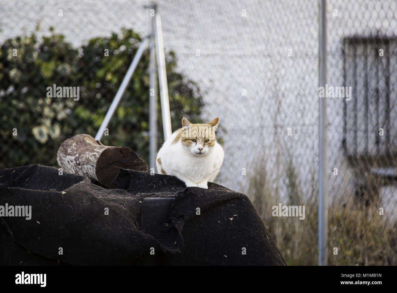 Les chats de la rue abandonnée, la violence envers les animaux, de tristesse Banque D'Images