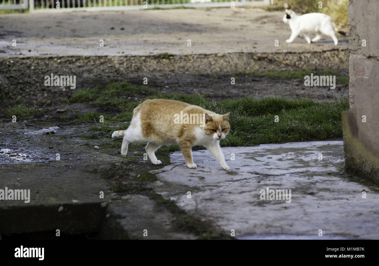 Les chats de la rue abandonnée, la violence envers les animaux, de tristesse Banque D'Images