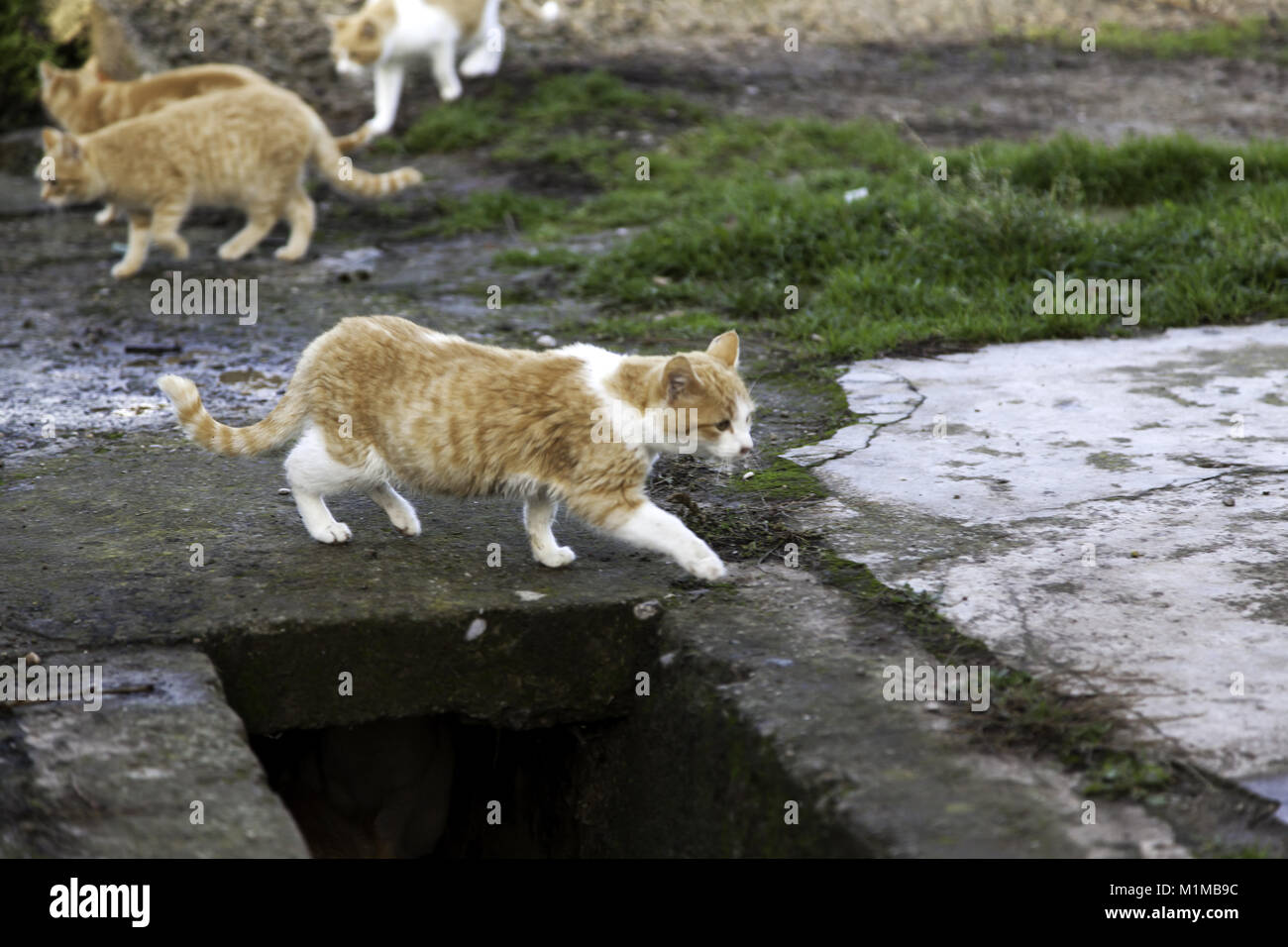 Les chats de la rue abandonnée, la violence envers les animaux, de tristesse Banque D'Images