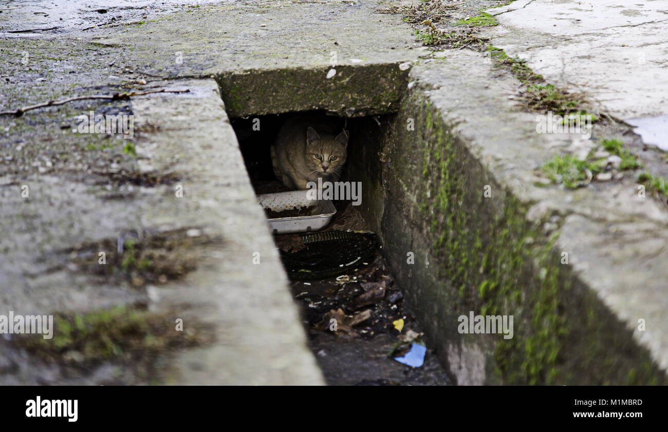 Les chats de la rue abandonnée, la violence envers les animaux, de tristesse Banque D'Images