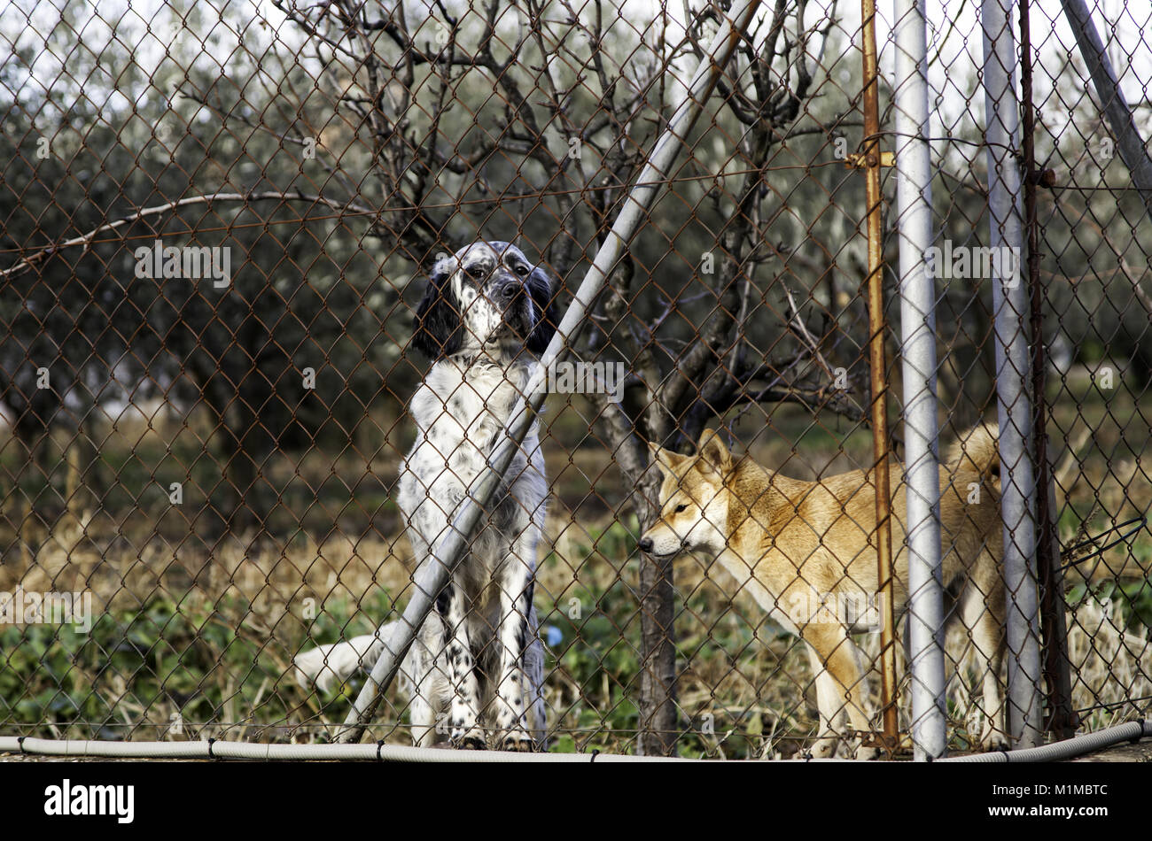 Chiens abandonnés dans le chenil, les animaux Banque D'Images