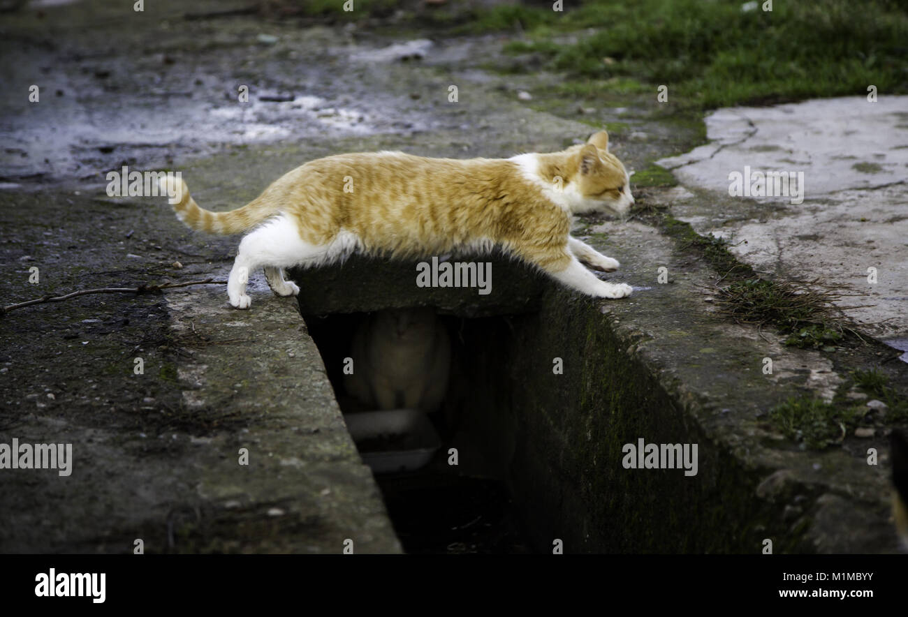 Les chats de la rue abandonnée, la violence envers les animaux, de tristesse Banque D'Images