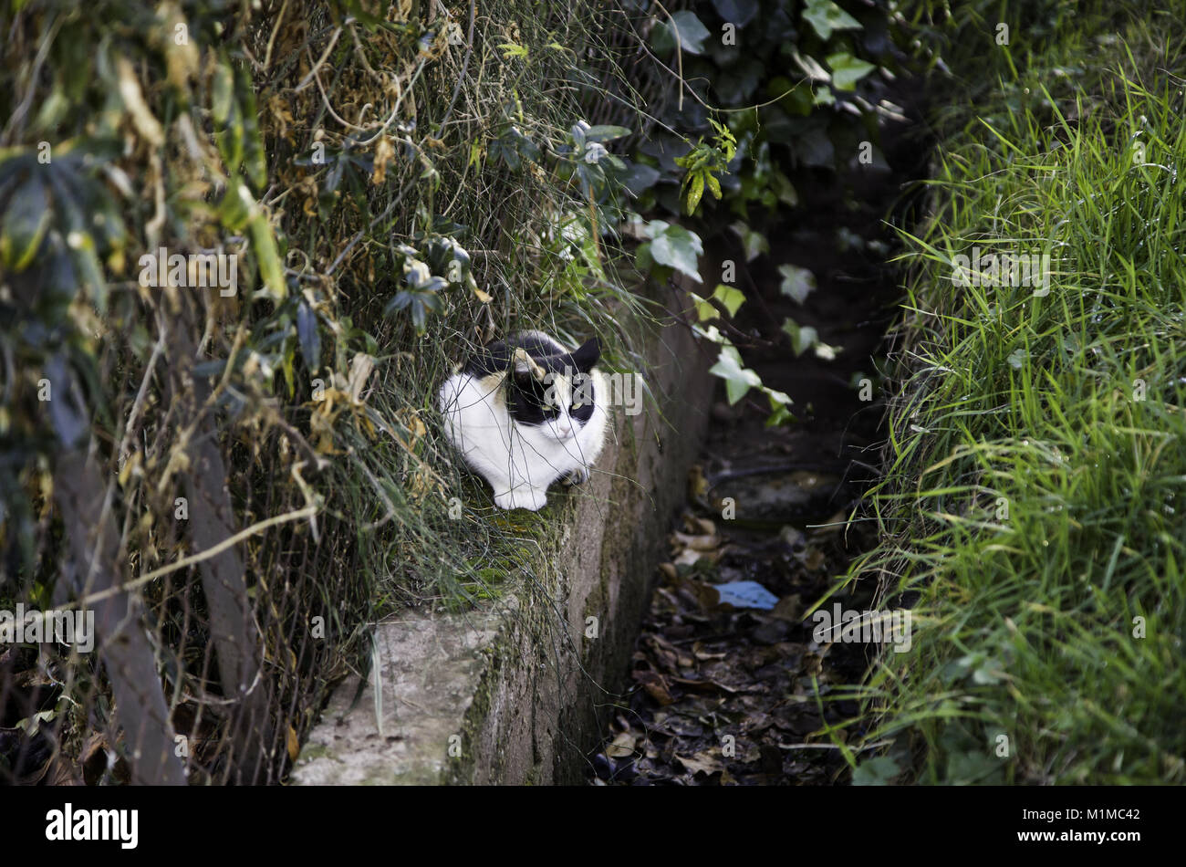 Les chats de la rue abandonnée, la violence envers les animaux, de tristesse Banque D'Images