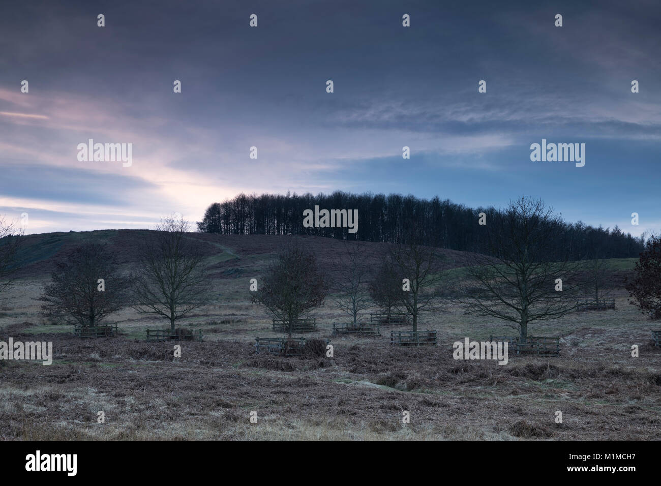 Une image du crépuscule tombant sur des arbres de premier plan, Bradgate Park, Leicestershire, Angleterre, Royaume-Uni. Banque D'Images