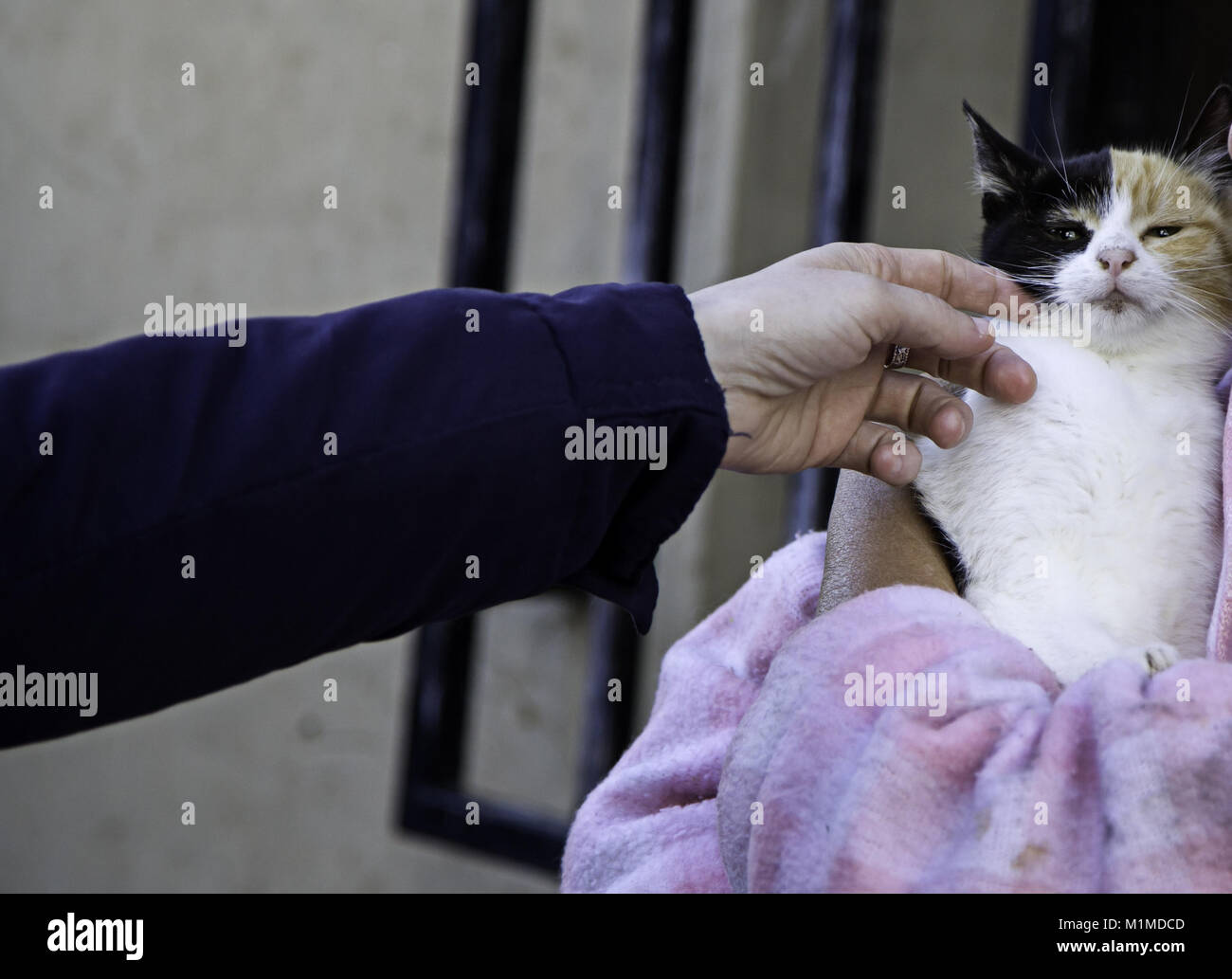 Les chats de la rue abandonnée, la violence envers les animaux, de tristesse Banque D'Images
