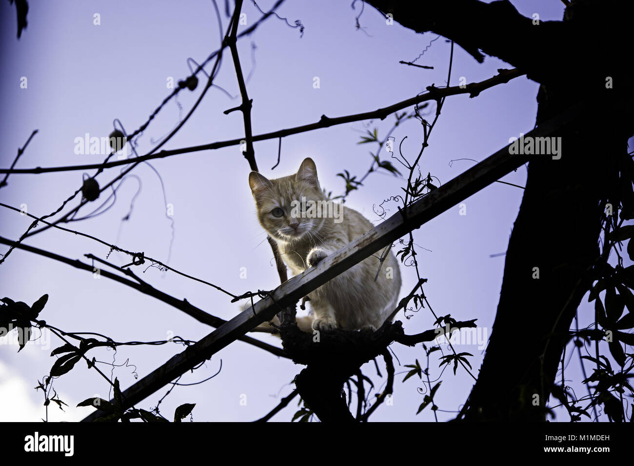 Les chats de la rue abandonnée, la violence envers les animaux, de tristesse Banque D'Images