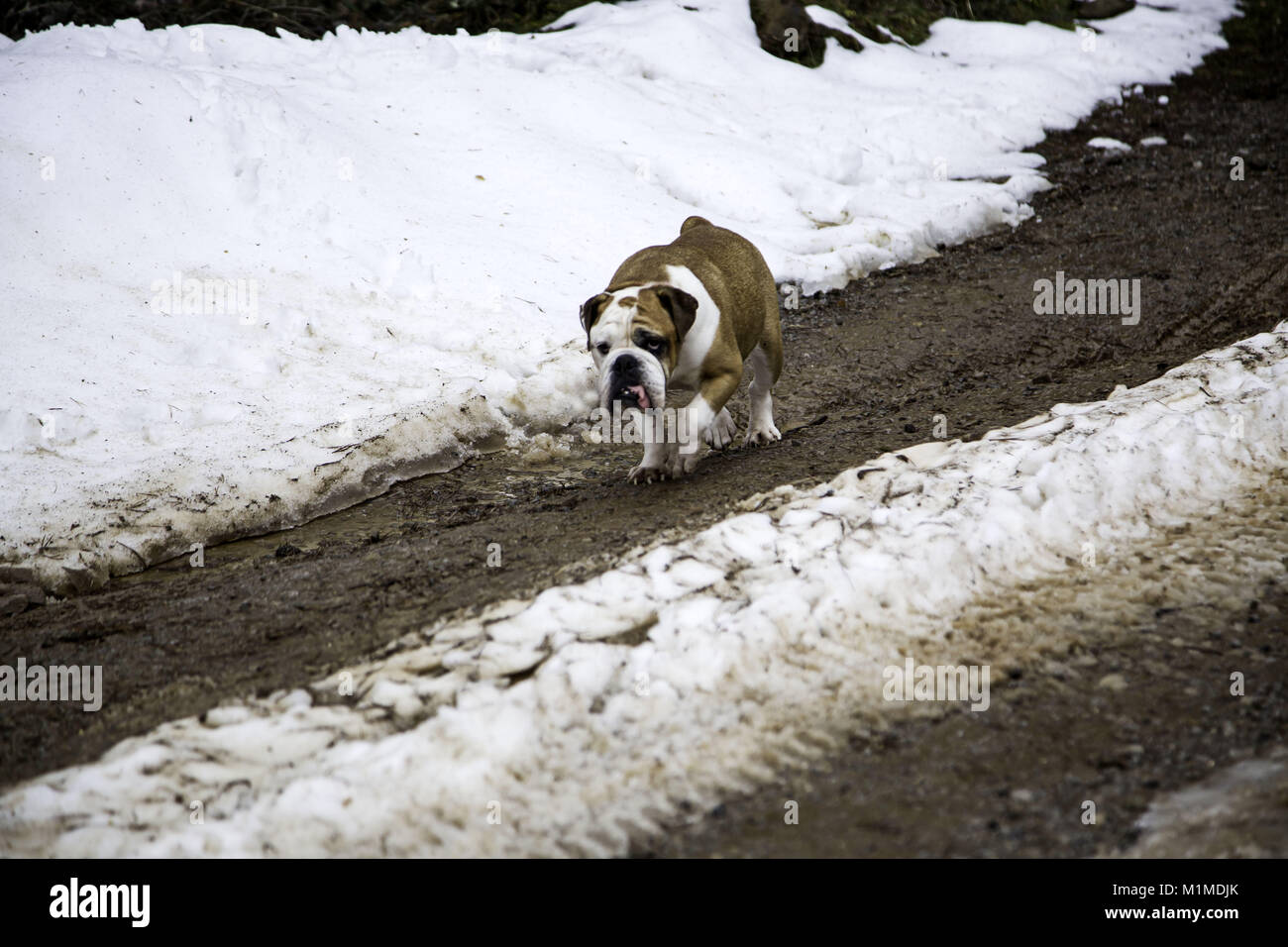 Bulldog anglais jouant dans la neige, les animaux et la nature Banque D'Images