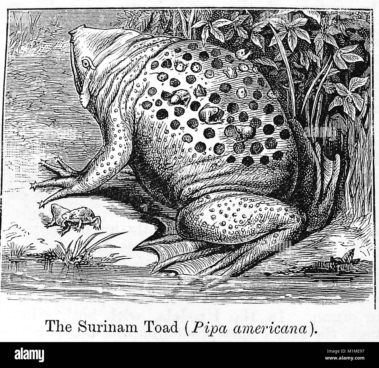 Une illustration à partir de 1889 L'Encyclopédie de chambre - illustration d'un crapaud commun SURINAME (Pipa Pipa Pipa ou Americana) également connu sous le nom de l'étoile-crapaud fingered Banque D'Images