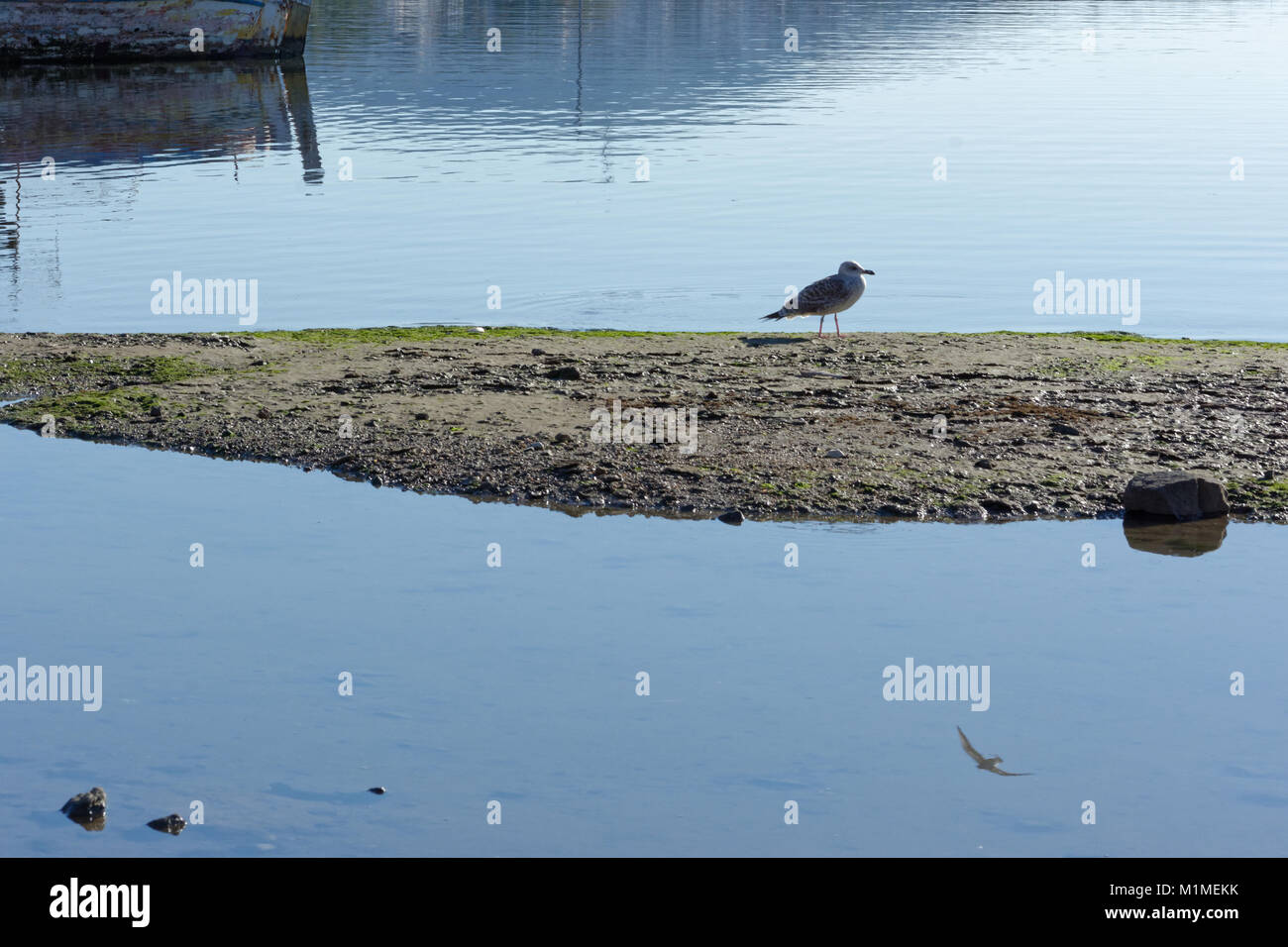 Une mouette sur la plage Banque D'Images