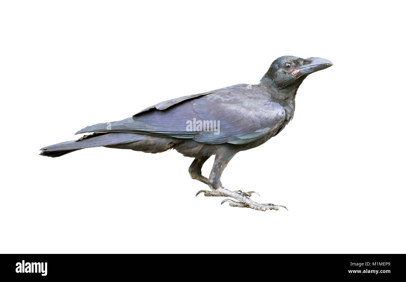 Jeune noir corbeau sur le terrain. Banque D'Images