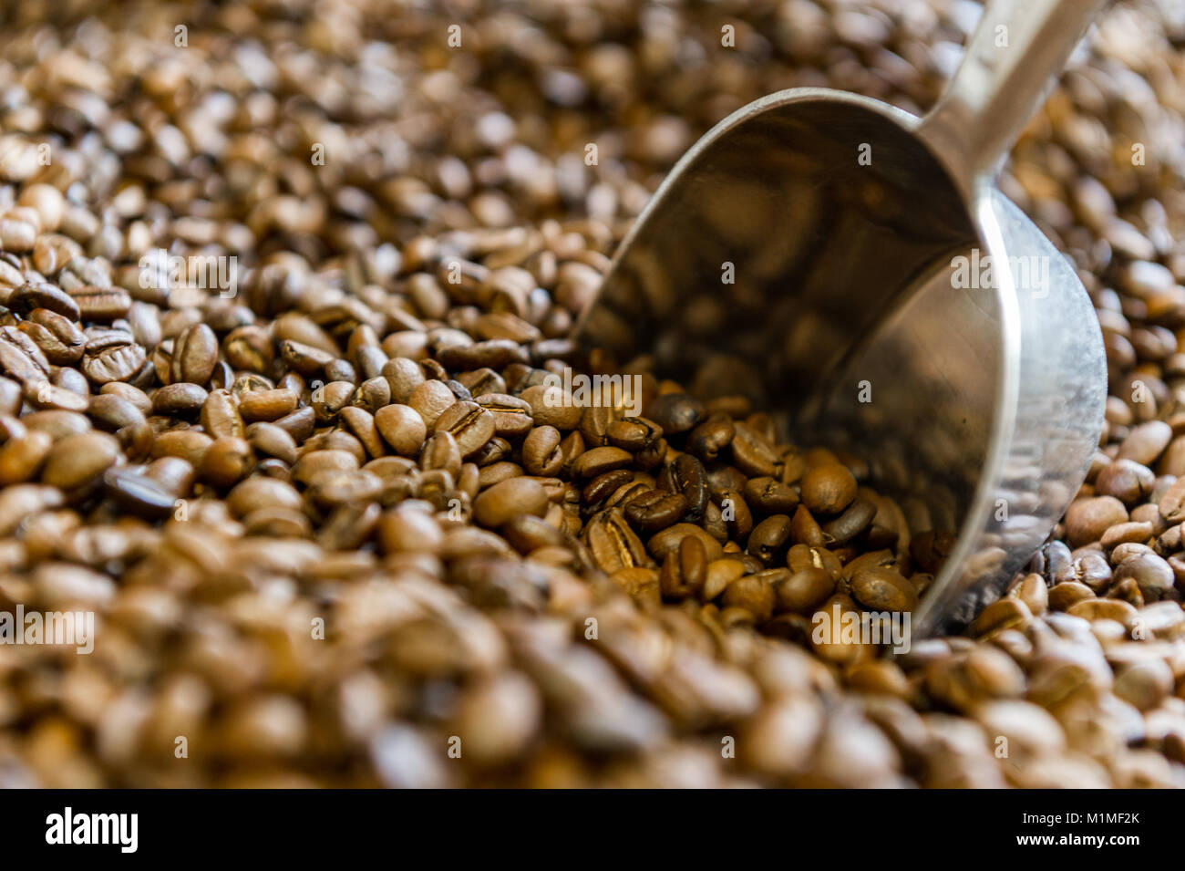 Les grains de café torréfié avec une pelle métallique. Banque D'Images