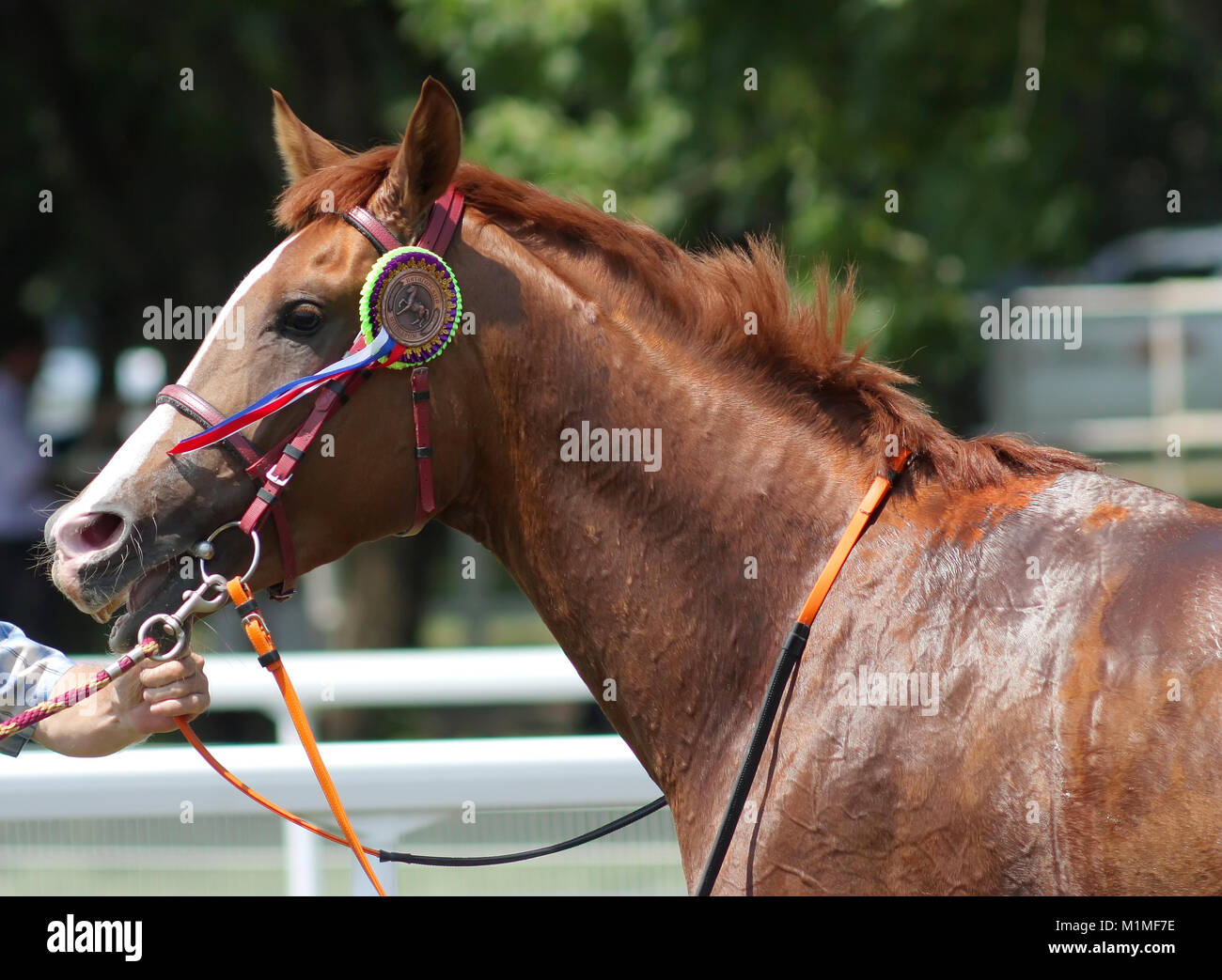 Le gagnant,redhead stallion Pedagog. Banque D'Images