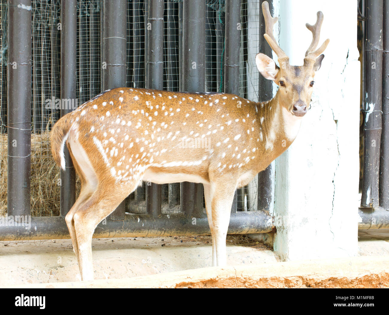 Cheetal, Chital, cerf tacheté ou Axis dans le zoo. Banque D'Images