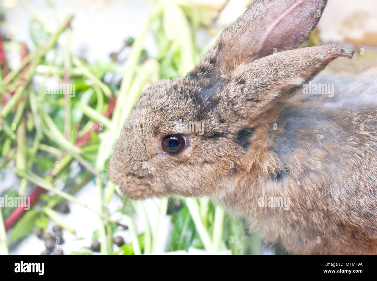 Close up de lapin malade. Banque D'Images