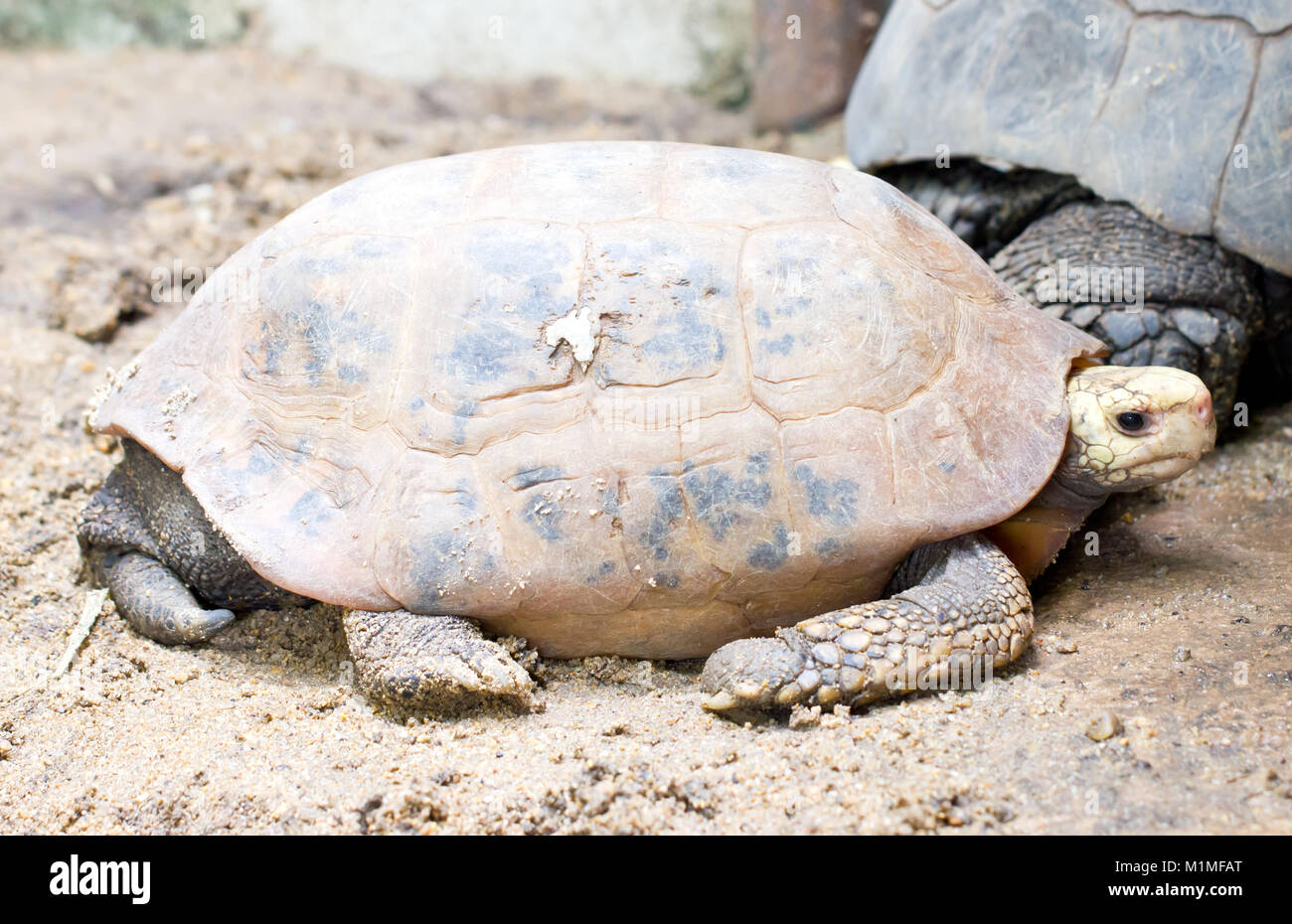 Tortue tortue allongées (Nom scientifique : Indotestudo elongata) Banque D'Images
