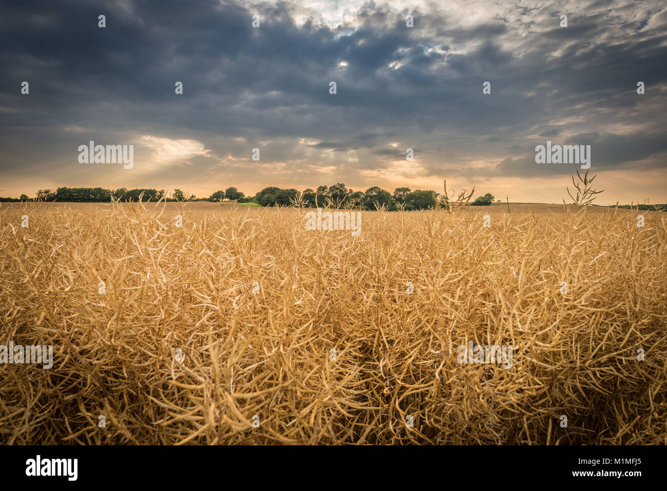 Une scène typique du paysage agricole de champs arables sur le bord du Lincolnshire Fens, près de Bourne, South Lincolnshire, Royaume-Uni Banque D'Images