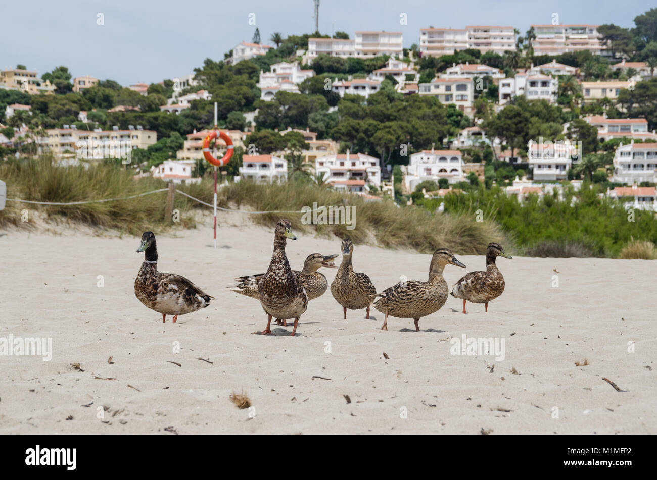 Photographie de certains canards dans l'un des plus grands et des plages touristiques de Minorque, Son Bou. Banque D'Images