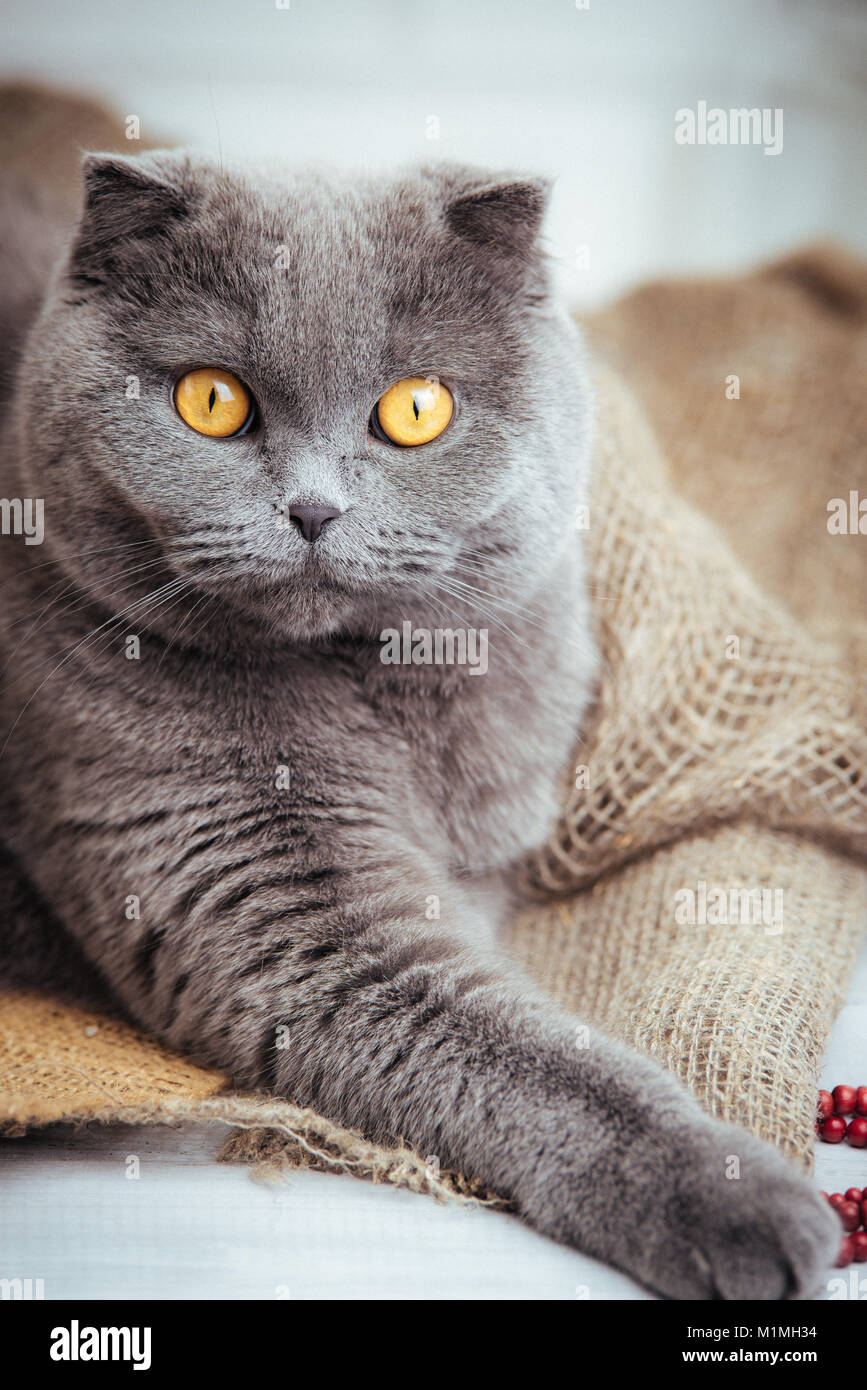Belle Blue Scottish Fold Chat Avec Les Yeux D Or Sur Fond Noir Photo Stock Alamy Belle Blue Scottish Fold Chat Avec Les Yeux D Or Sur Fond Noir Photo Stock Alamy