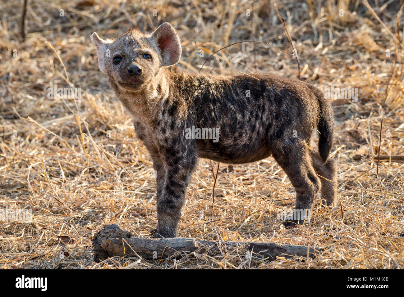 Portrait d'un hyena cub, Mpumalanga, Afrique du Sud Banque D'Images