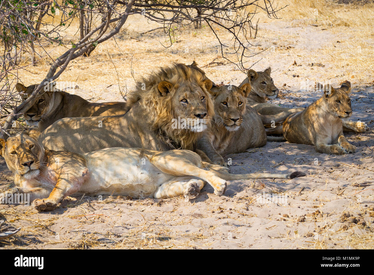 Fierté des lions qui se reposent sous un arbre, parc national Makgadikgadi pans, Botswana Banque D'Images
