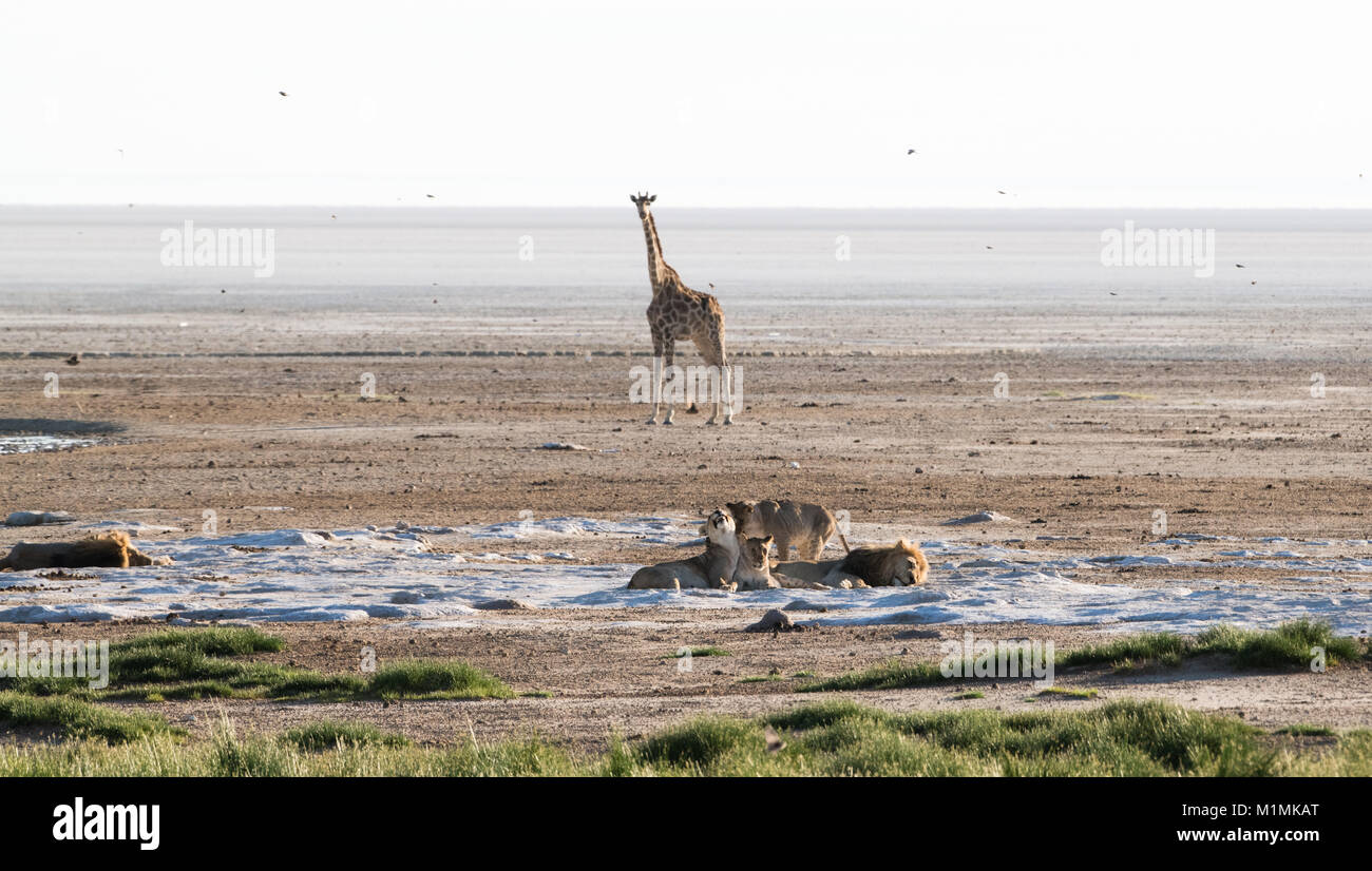 Girafe debout par une fierté de lions, Parc national d'Etosha, Namibie Banque D'Images