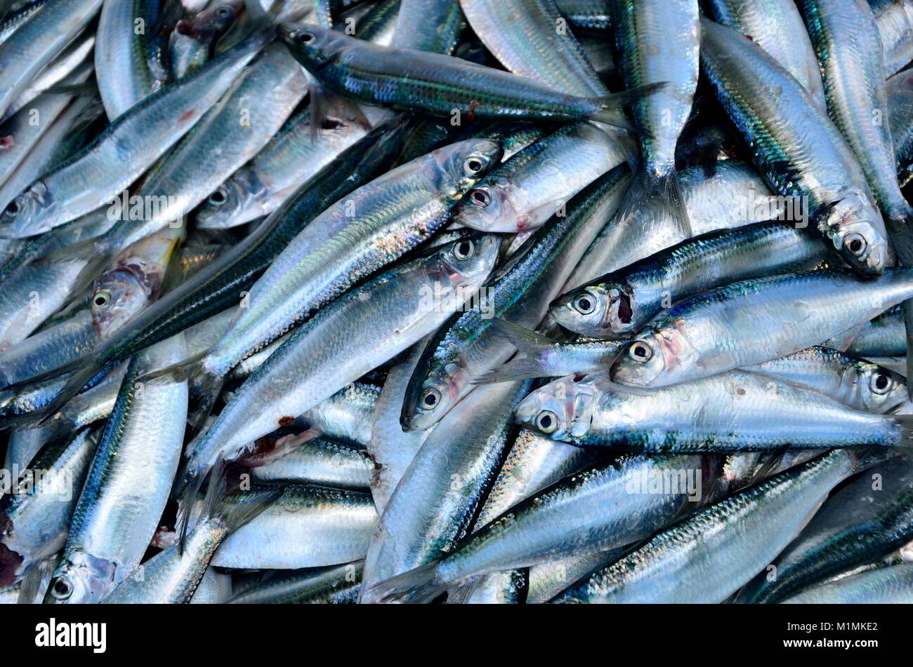 Close-up de poissons sur un marché Banque D'Images