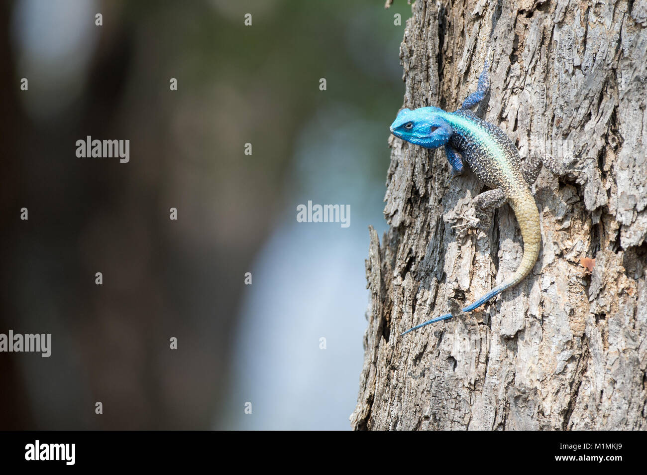 Lézard bleu d'agama sur un tronc d'arbre, Afrique du Sud Banque D'Images