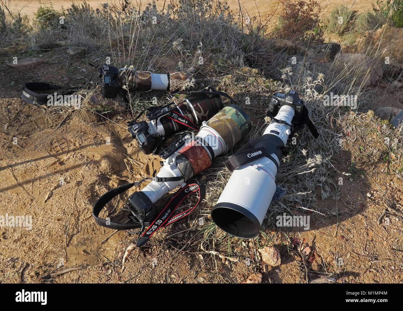 Les téléobjectifs Canon sur le sol Parque Natural Sierra de Andujar, Jaen, Espagne Janvier Banque D'Images