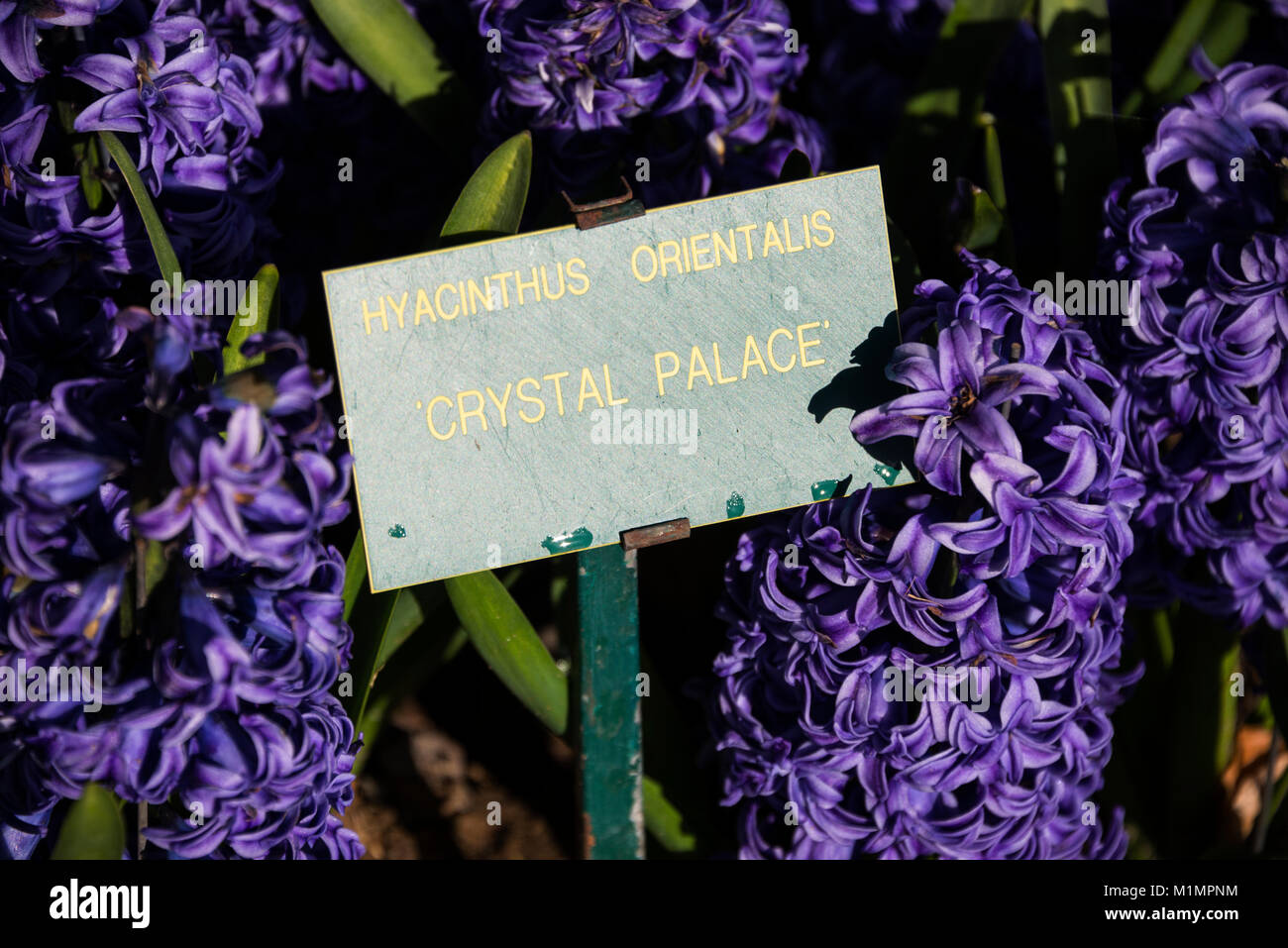 Bon nombre des lits de fleurs affiche les noms des plantes telles que le palais de cristal dans les jardins d'Keukenhoft, lisse, dans le sud de la Hollande. L Banque D'Images